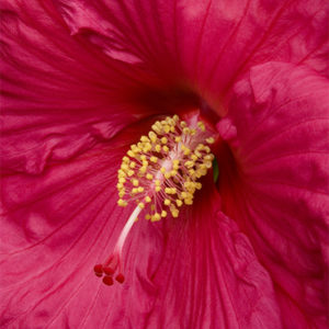 Dave Fleming Hibiscus