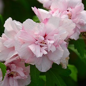 Blushing Bride Rose Of Sharon