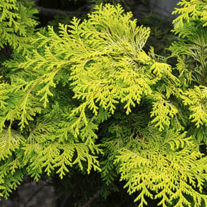 Golden Hinoki False Cypress