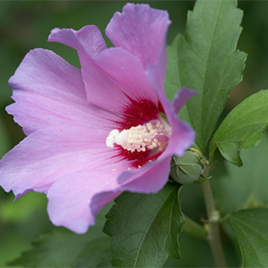 Aphrodite Rose Of Sharon