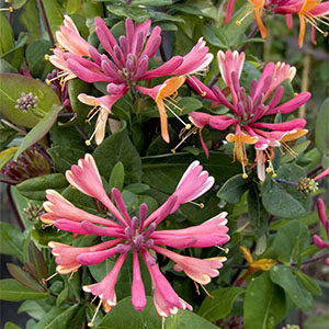 honeysuckle300x300-150x150@2x