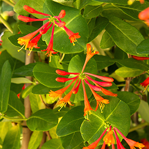 Trumpet Honeysuckle