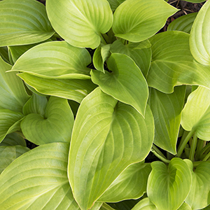 Aphrodite Plantain Lily