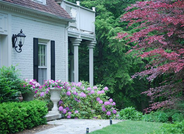 Using rhododendrons that work well with the woodland