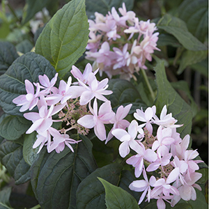 hydrangeacropped