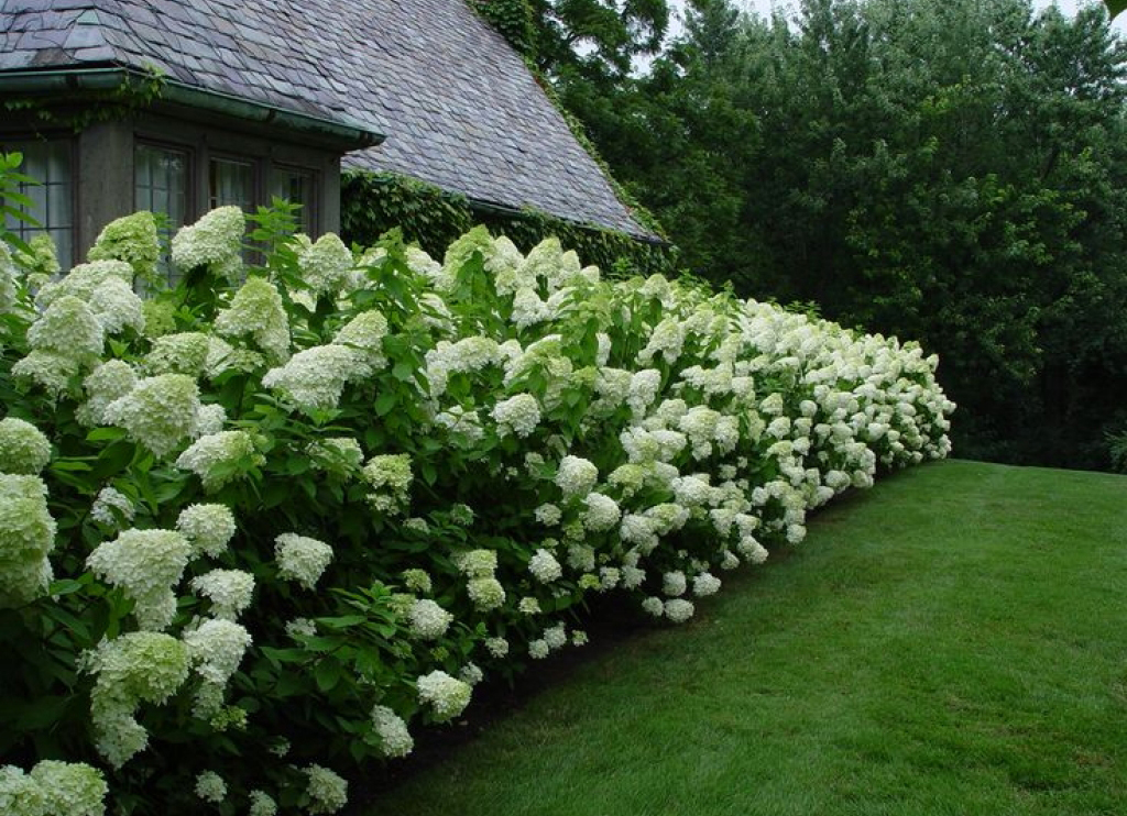 Limelight Hydrangea