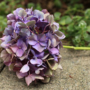 hydrangeastepthreev2@2x