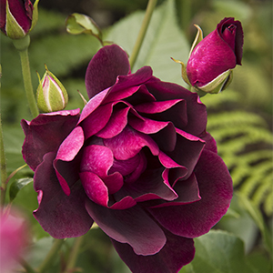 Burgundy Iceberg Shrub Rose