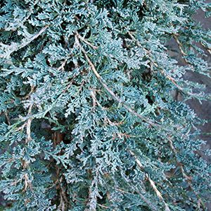 Icee Blue® Juniper