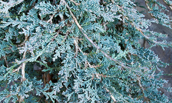 Icee Blue® Juniper