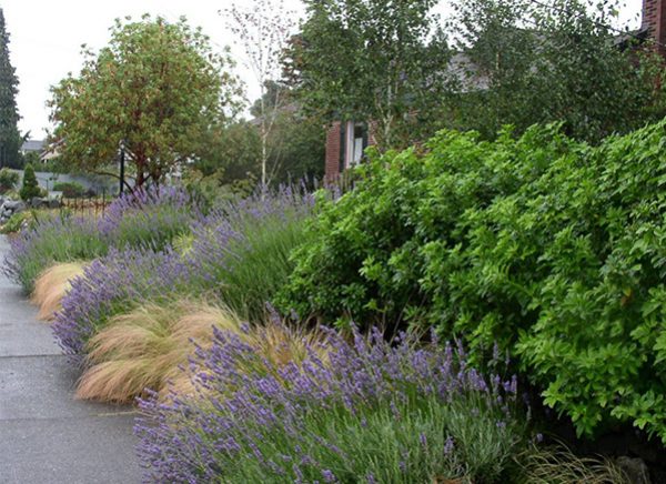 The formal hedge creates the backdrop that defines this as a border