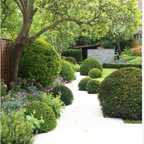 Boxwood orbs are so much a part of a formal border