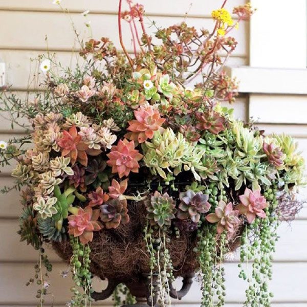 A moss-lined planter is stuffed to overflow with a mix of succulents