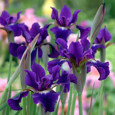 Ruffled Velvet Siberian Iris