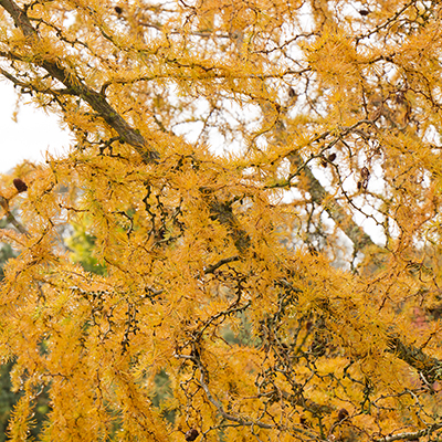 Diana Japanese Larch