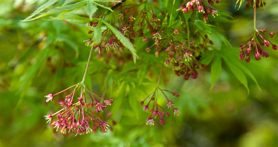 red maple tree flower