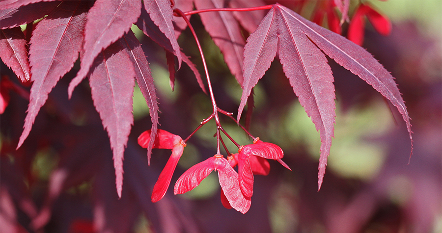 red maple fruit