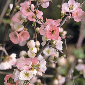 Toyo-Nishiki Flowering Quince
