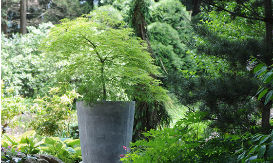 dwarf or grafted Japanese Maple