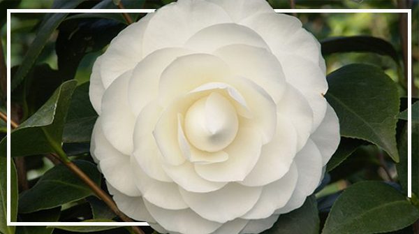 Tips For Growing Camellias