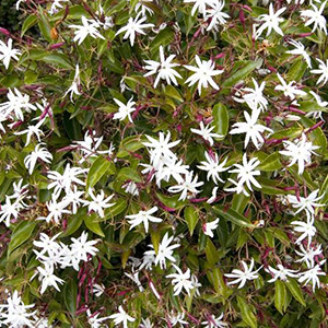 Angel Wing Jasmine