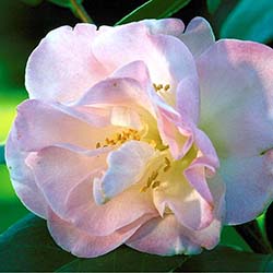 Jean May Camellia