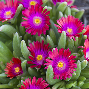 Jewel of the Desert Garnet Ice Plant