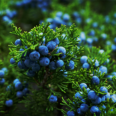 Alpine Carpet® Juniper has blue berries