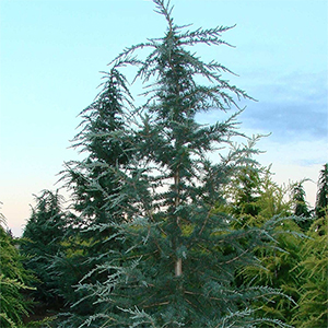 Karl Fuchs Himalayan Cedar