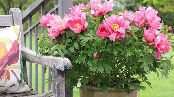 peony garden design ideas