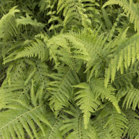 Lace Fern