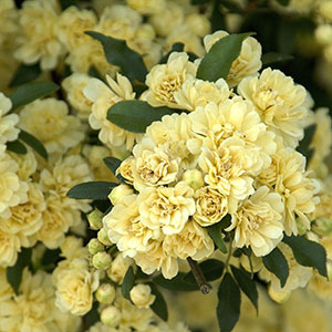 Yellow Lady Banks Climbing Rose