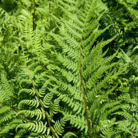 Lady In Red Fern