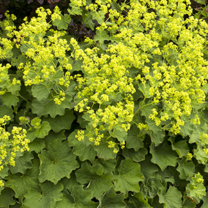 ladysmantle