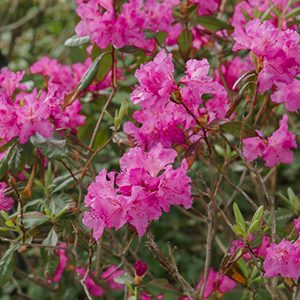 Landmark Rhododendron