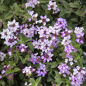 Lavender Swirl® Trailing Lantana