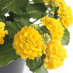 Lantana