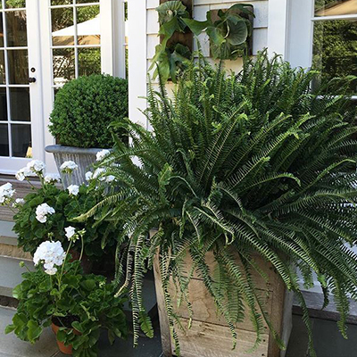 Potted Ferns Front Porch