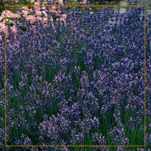 lavender-300x300_goldframe-150x150@2x