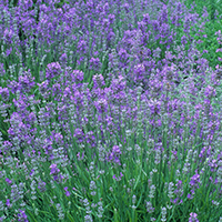 lavendercropped-1