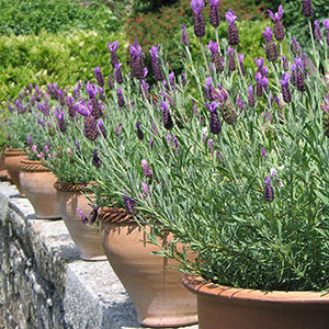 lavenderinpots-150x150@2x