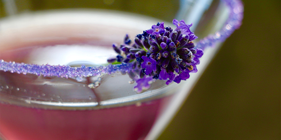 lavendermartini900x450