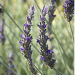 Waterwise Lavender