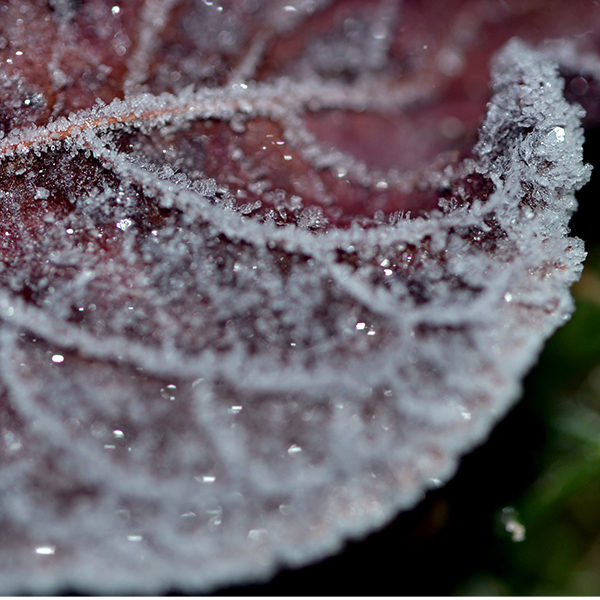 Frost on a leaf