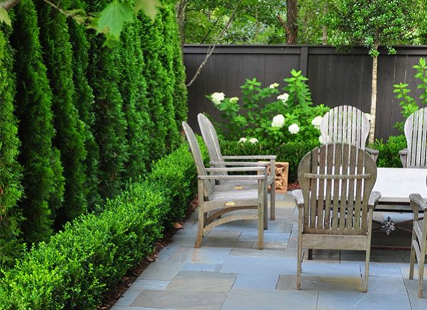 Combo of Arborvitae and Boxwood