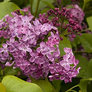 Pocahontas Canadian Lilac