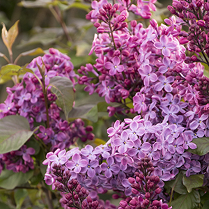 Bloomerang® Dark Purple Lilac