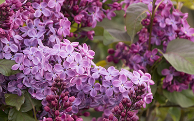 lilacs400x250