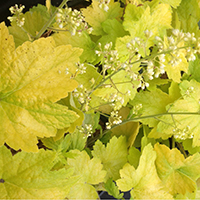 Electric Lime Heuchera