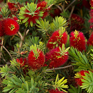 Little John Dwarf Bottlebrush